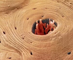 Lamella Collection: Coloured SEM of transverse section of compact bone