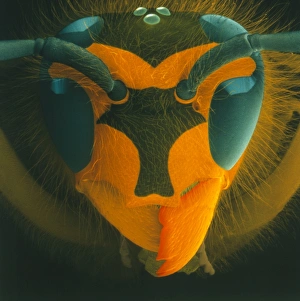 Coloured SEM of a wasps head (Vespula vulgaris) Coloured SEM of a wasps head (Vespula vulgaris)