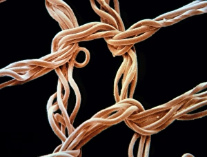 Coloured SEM of the weave of a nylon stocking Coloured SEM of the weave of a nylon stocking