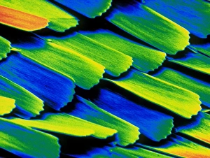 Coloured SEM of wing scales of Morpho butterfly Coloured SEM of wing scales of Morpho butterfly