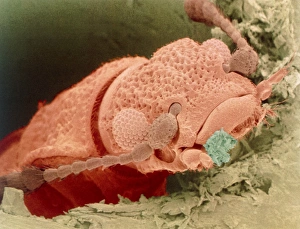 Coloured SEM of woodworm beetle emerging from wood Coloured SEM of woodworm beetle emerging from wood