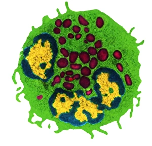 Coloured TEM of a basophil white blood cell Coloured TEM of a basophil white blood cell