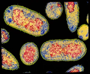 E Coli Bacteria Prints: Coloured TEM of E. coli bacterium
