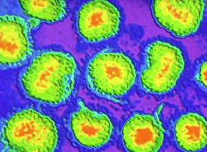 Coloured TEM of a group of bunyaviruses Coloured TEM of a group of bunyaviruses