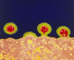 Coloured TEM of HIV viruses budding from a T-cell Coloured TEM of HIV viruses budding from a T-cell