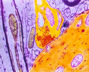 Coloured TEM Print of a Nerve Synapse