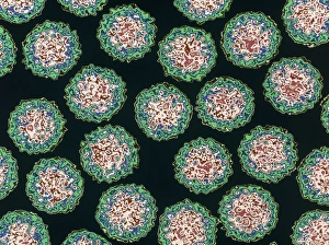 Coloured TEM of Nudaurelia beta viruses Coloured TEM of Nudaurelia beta viruses
