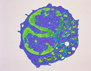 White Blood Cell Structure Prints: Coloured TEM of a section through an eosinophil