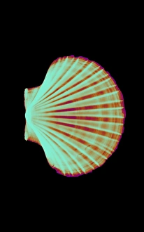 Coloured X-ray of a pecten scallop shell Coloured X-ray of a pecten scallop shell