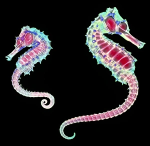 Coloured X-ray of two seahorses, Hippocampus sp Coloured X-ray of two seahorses, Hippocampus sp