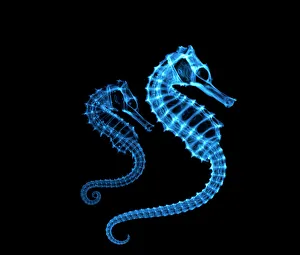 Coloured X-ray of two seahorses, Hippocampus sp Coloured X-ray of two seahorses, Hippocampus sp