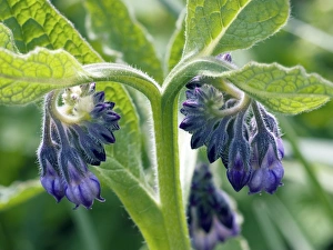 Comfrey Plant Prints: Comfrey (Symphytum)