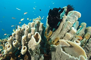 Tropical Ocean Fauna Prints: Commersons frogfish