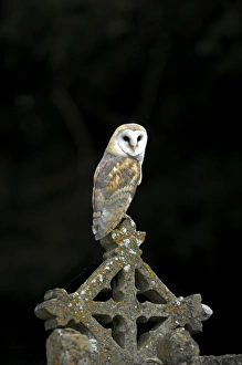 Barn Owl UK Prints: Common barn owl