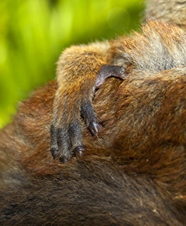 Lemur Species Prints: Common brown lemur