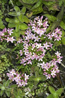 Centaurium Erythraea Prints: Common centaury (Centaurium erythraea)