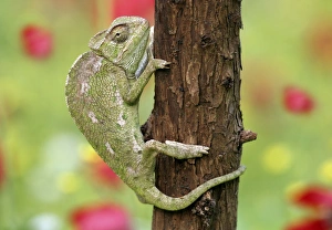 Common chameleon on tree trunk Print