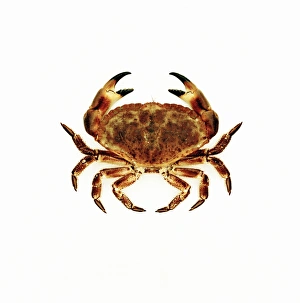Common crab Common crab