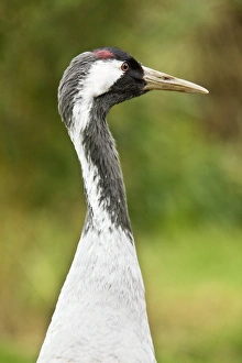 UK Nature Images Prints: Common crane