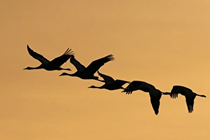 Common Crane Photography Prints: Common cranes in flight