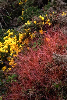 Prints of Common dodder (Cuscuta epithymum, red) and common gorse (Ulex europaeus, yellow). The common dodder is a parasitic plant that doesn t contain chlorophyll Images Dated 2008 January: Common dodder (Cuscuta epithymum) parasitising common gorse