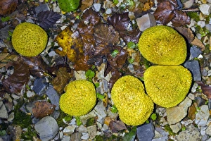 Scleroderma Citrinum Prints: Common Earthball (Scleroderma citrinum)