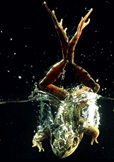 Common Frog Diving Print