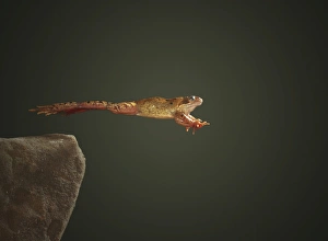 Common frog leaping Common frog leaping