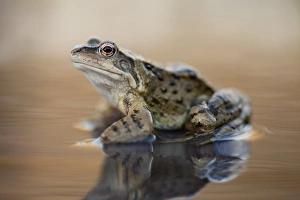 Common Frog Print - A UK Pond Scene