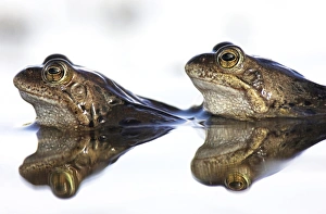 European Frog Species Prints: Common frogs spawning