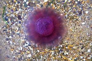 Sea Creature Photography Prints: Common jellyfish