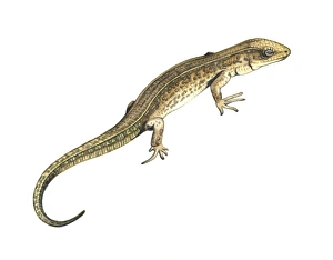 Common lizard, artwork