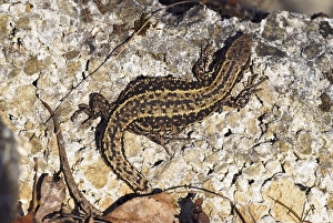 Zootoca Vivipara Prints: Common lizard basking on a rock