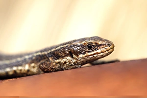 Viviparous Lizard Species Prints: Common Lizard C013 / 6969
