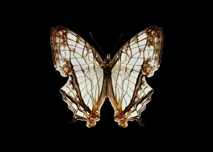 Images Dated 21st December 2012: Common Map Butterfly Print, Upper Side View