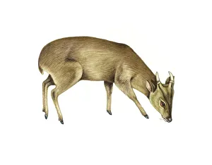 Common muntjac deer, artwork Common muntjac deer, artwork