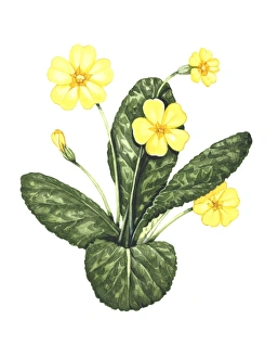 Common Primrose Prints: Common primrose, artwork