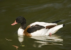 Birds In Autumn Prints: Common shelduck