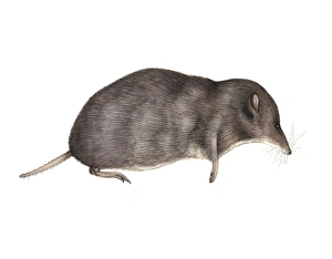 Sorex Araneus Prints: Common shrew, artwork