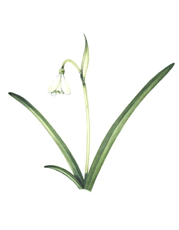 White Flowering Plant Prints: Common snowdrop, artwork