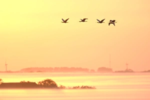 Common Spoonbills in Flight Print