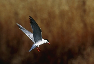 Marine Bird Species Prints: Common tern flying