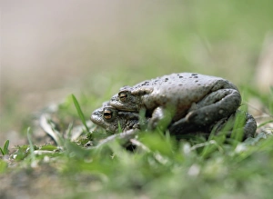 Swedish Wildlife Photography Prints: Common toads mating