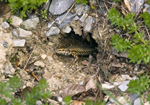 French Nature Photography Prints: Common wall lizard