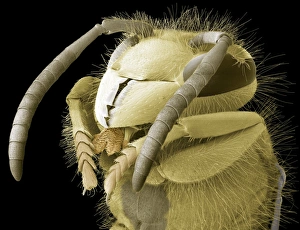 Insect Mouthparts SEM Prints: Common wasp head, SEM