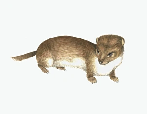 Mustela Nivalis Prints: Common weasel, artwork