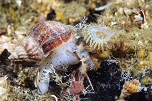 Prints of Common whelk (Buccinum undatum). This edible marine mollusc can grow up to 11 centimetres in length. Photographed in the White Sea, Russia Images Dated 2011 August: Common Whelk Print (Buccinum undatum), 11cm length, White Sea, Russia