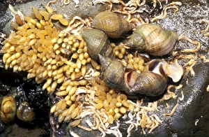 Ocean Wildlife Images Prints: Common whelks