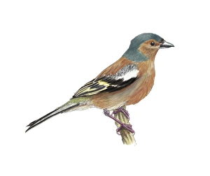 Chaffinch Bird Prints: Common whitethroat, artwork