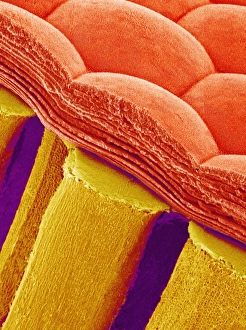 Prints of Moths eye. Coloured scanning electron micrograph (SEM) of a section of a moths compound eye Images Dated 2005 February: Compound Eye of a Moth Print, SEM